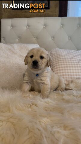 Purebred Golden Retrievers