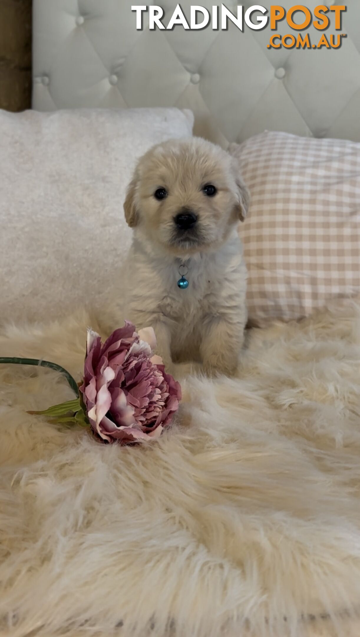 Purebred Golden Retrievers