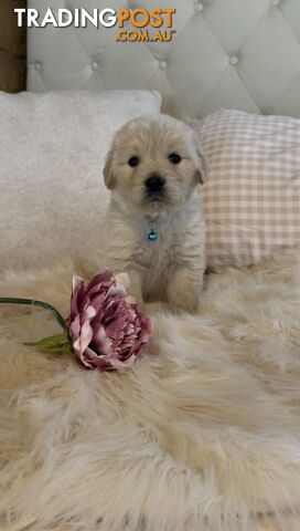 Purebred Golden Retrievers