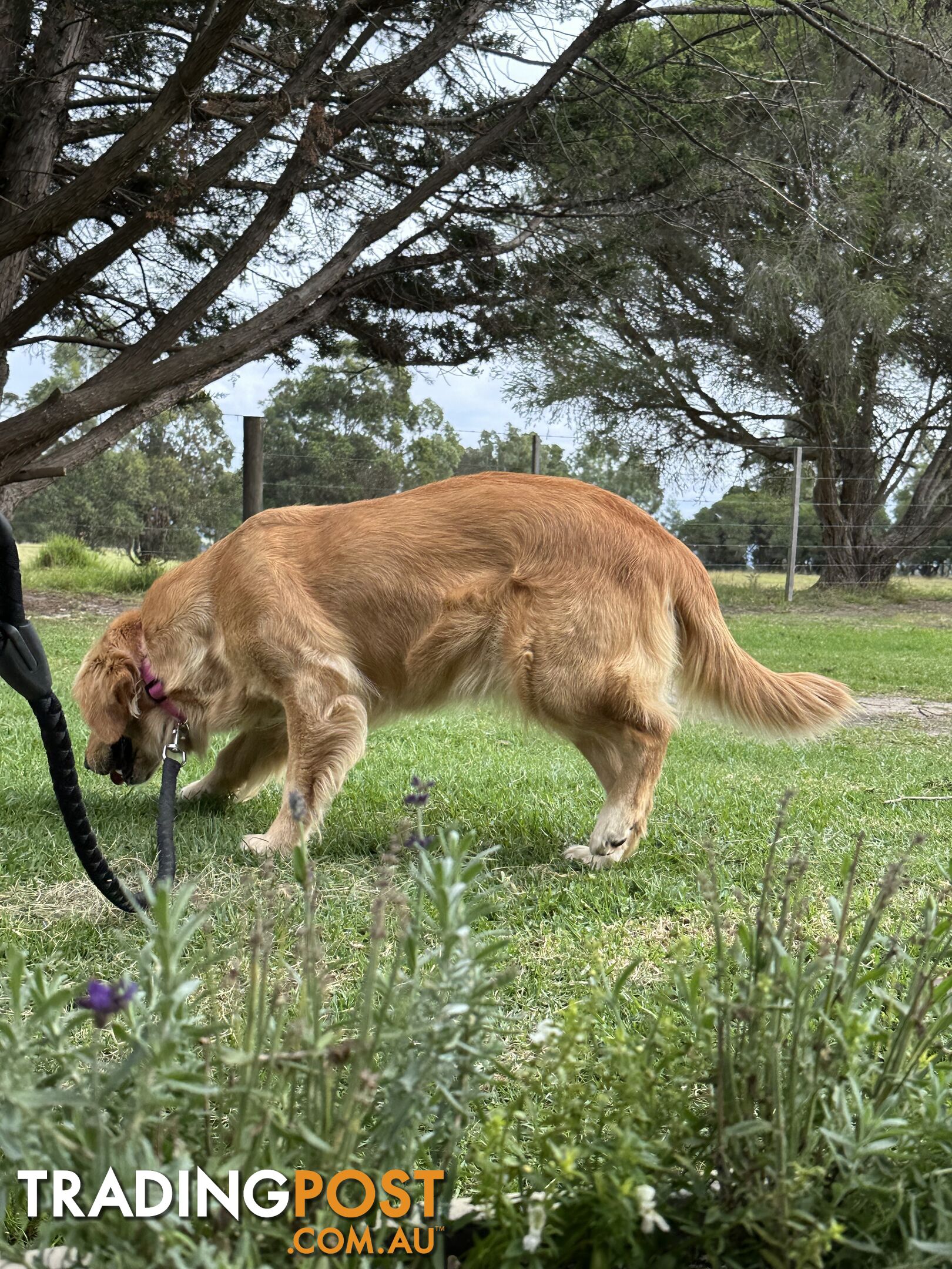 Purebred Golden Retrievers