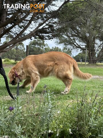 Purebred Golden Retrievers