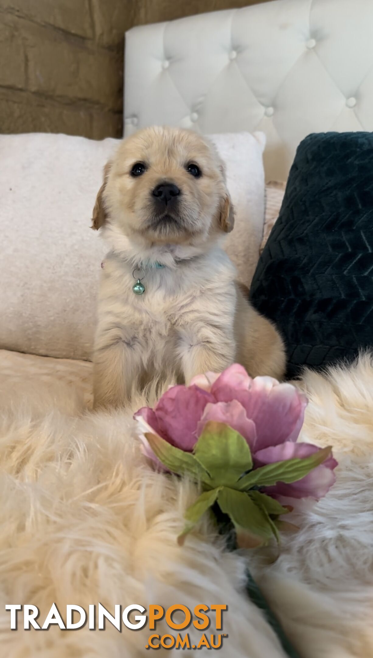 Purebred Golden Retrievers