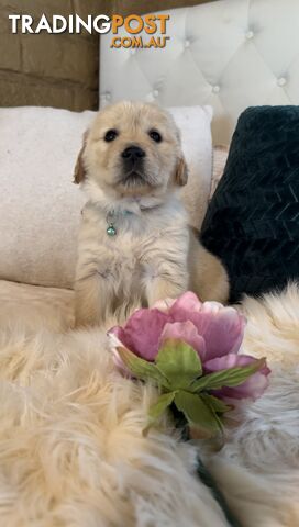 Pedigree papered Golden Retrievers