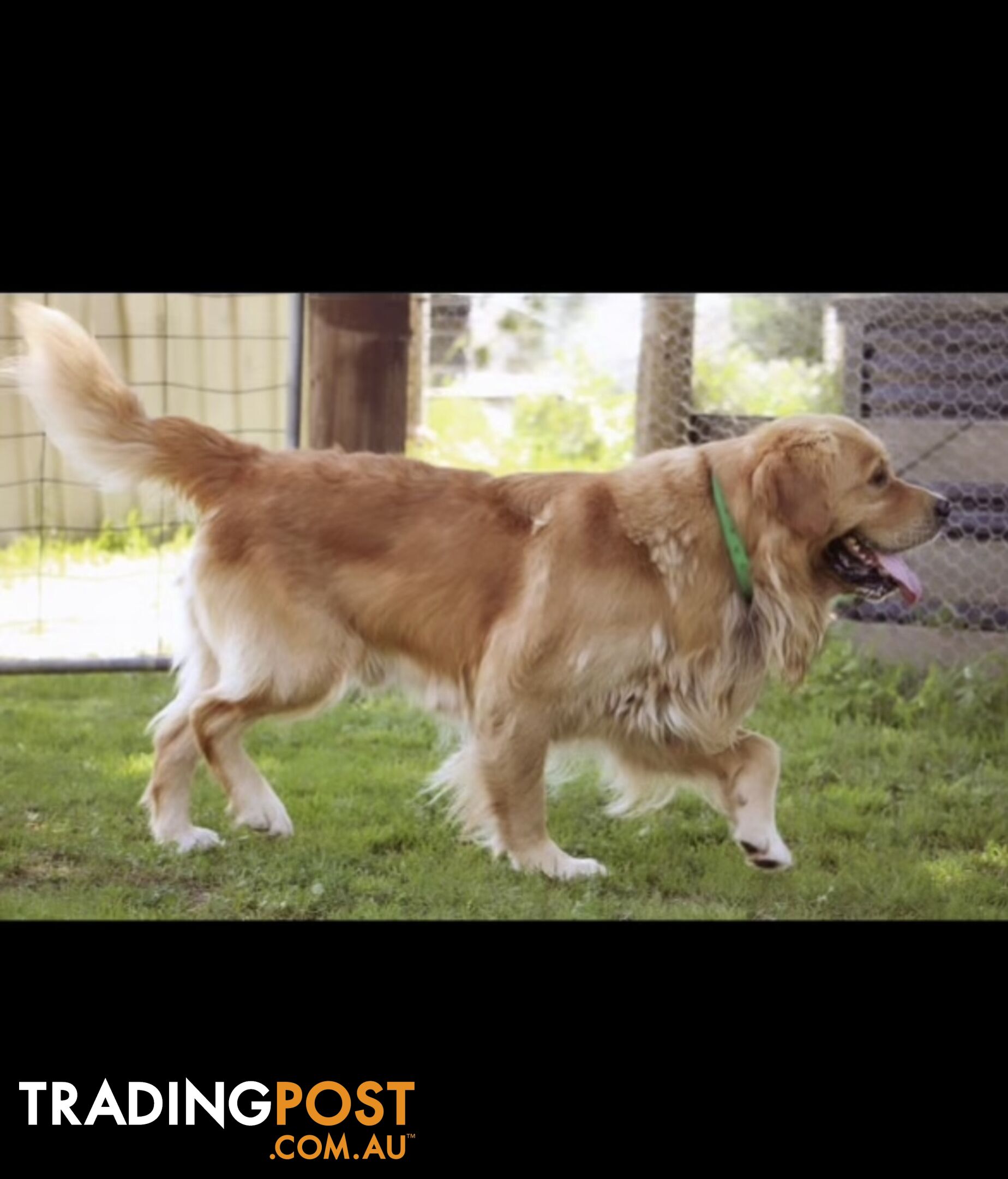 Purebred Golden Retrievers