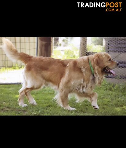 Purebred Golden Retrievers