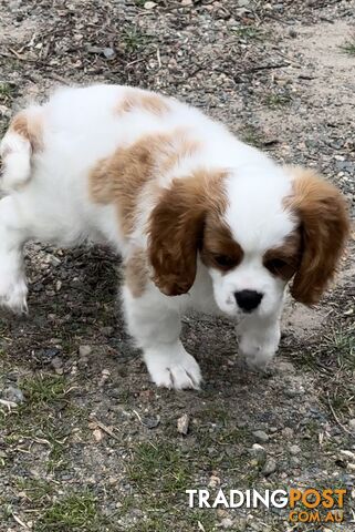 Purebred Cavalier King Charles Spaniel puppy