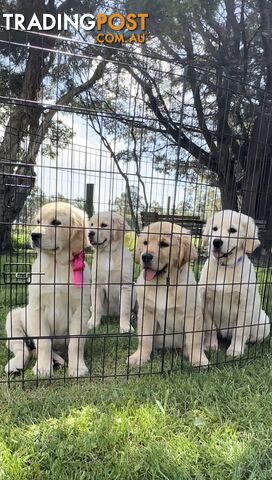 Pedigree papered Golden Retriever Puppies