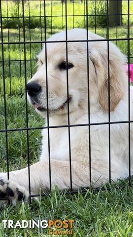 Pedigree papered Golden Retriever Puppies