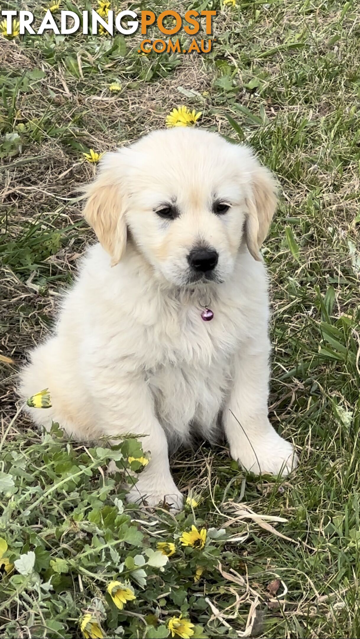 White fluffy golden retriever puppies