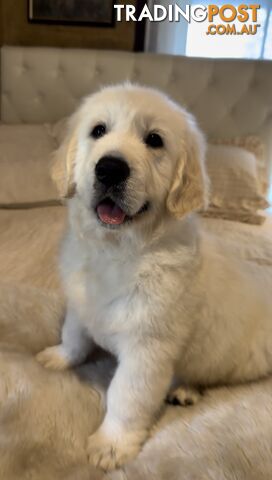 White fluffy golden retriever puppies