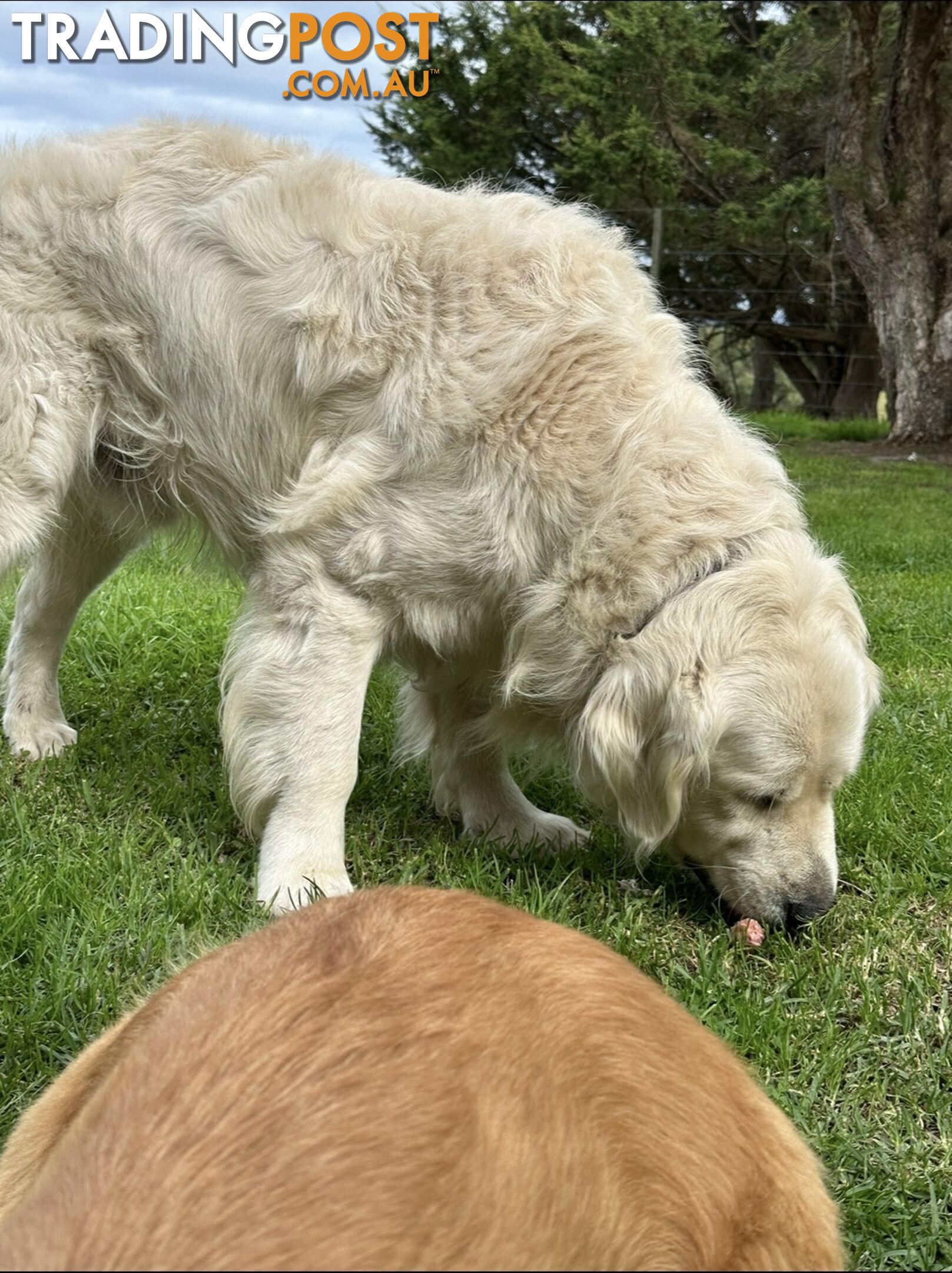 White fluffy golden retriever puppies