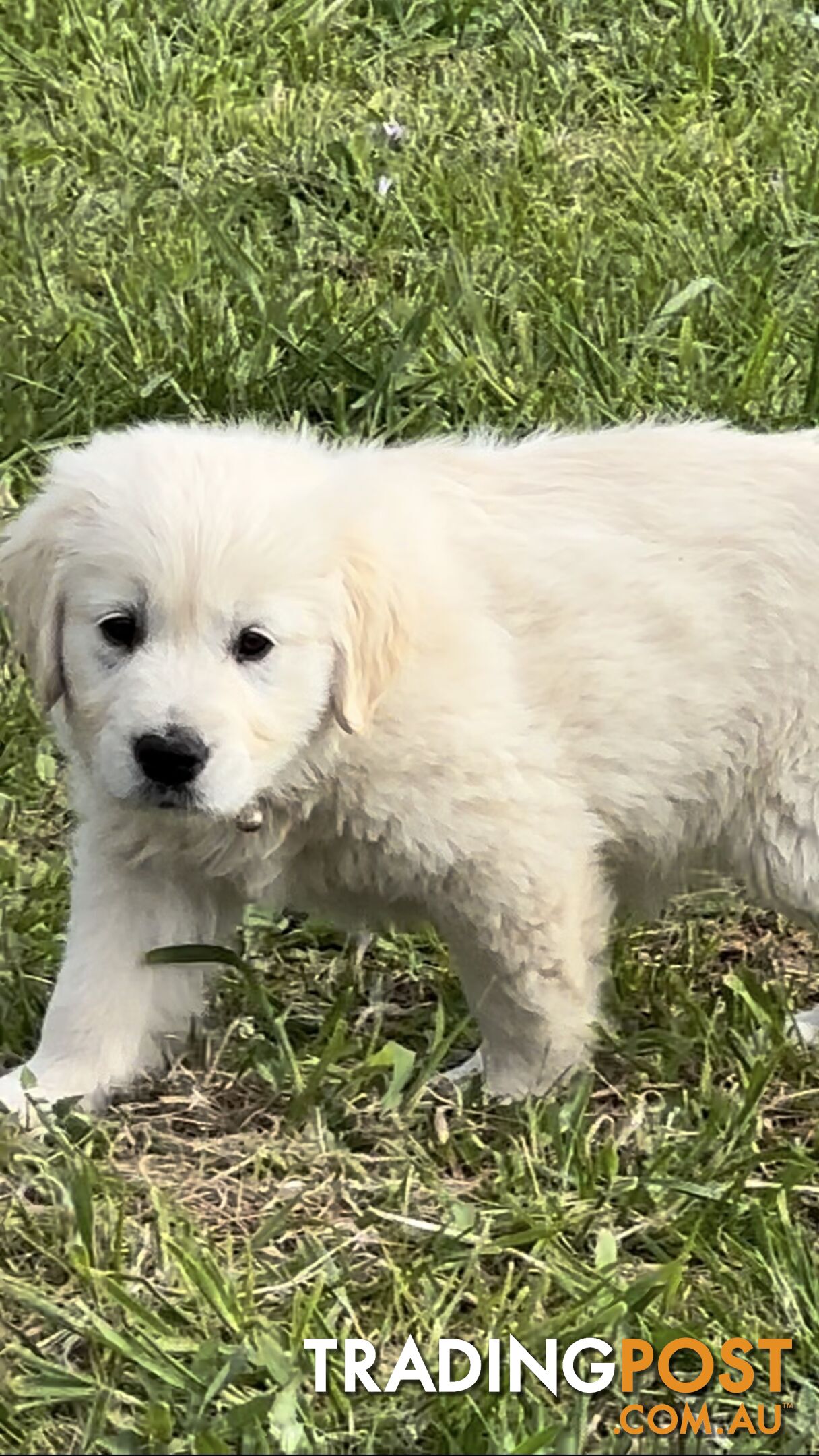 White fluffy golden retriever puppies