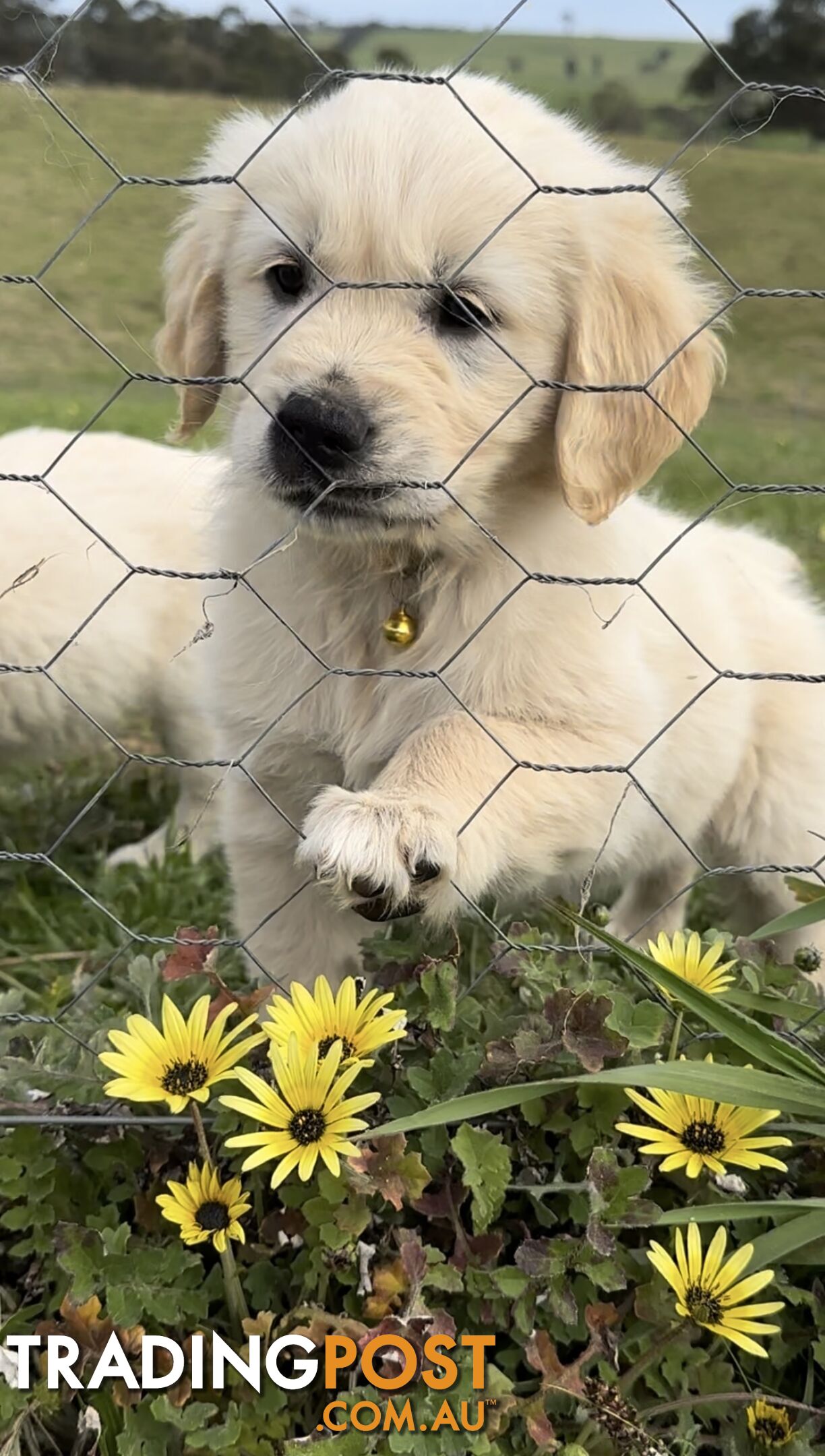 White fluffy golden retriever puppies