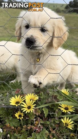 White fluffy golden retriever puppies