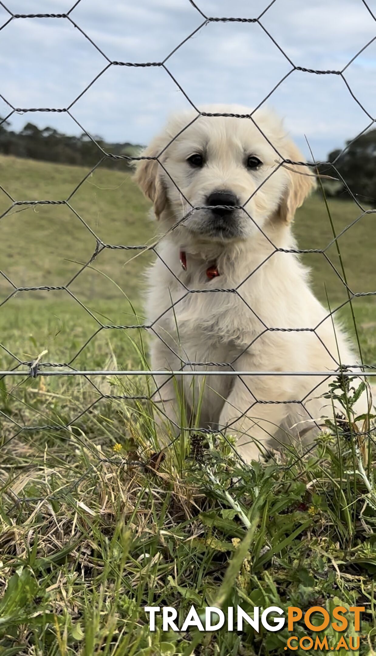 White fluffy golden retriever puppies