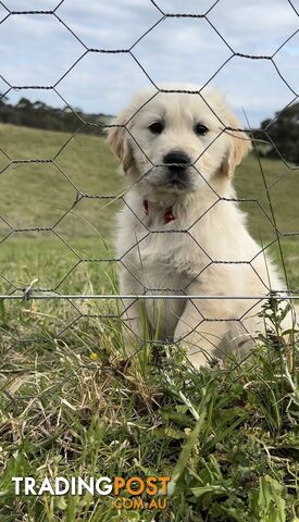 White fluffy golden retriever puppies