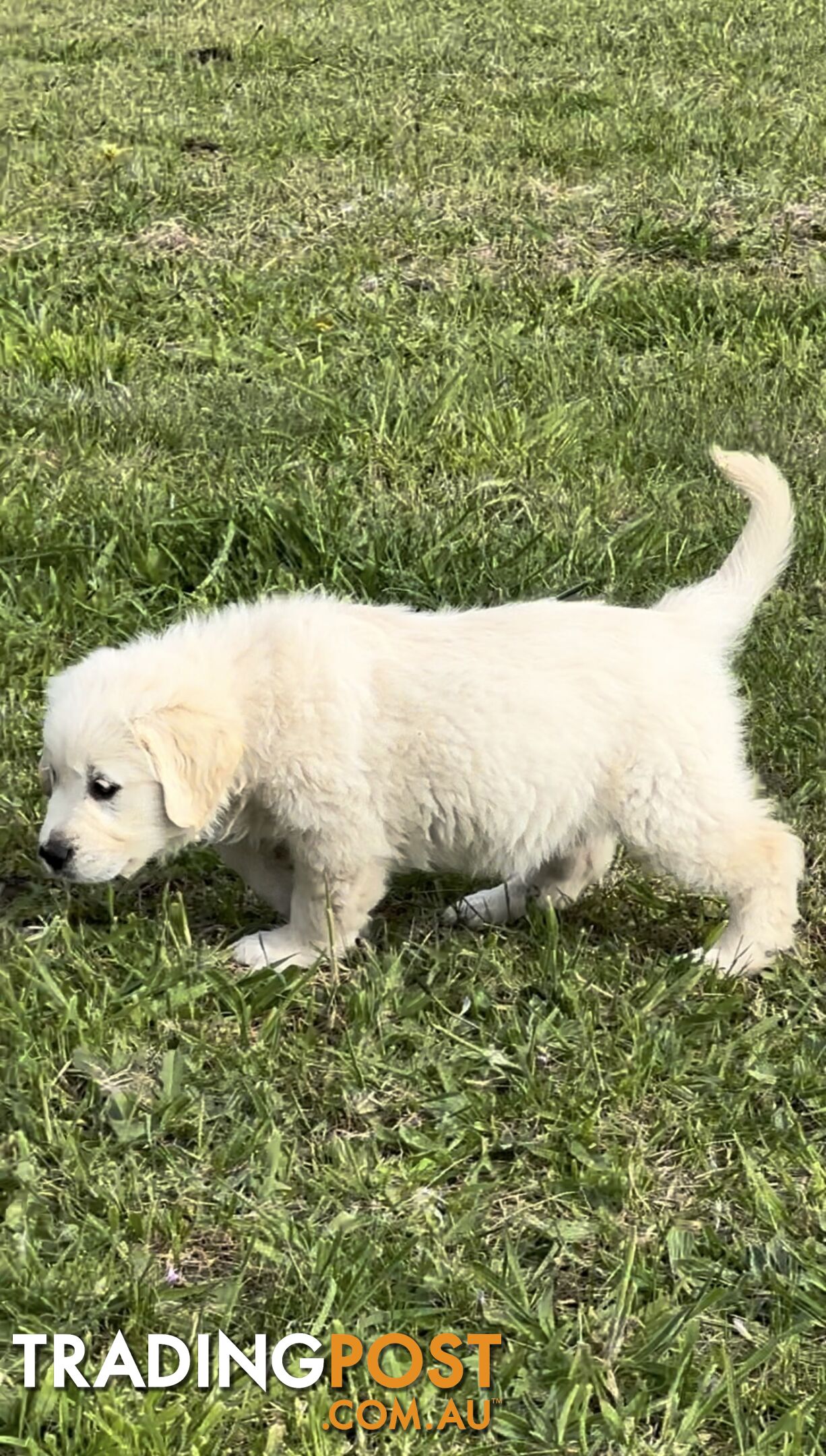 White fluffy golden retriever puppies