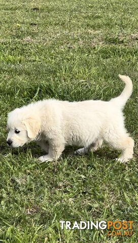 White fluffy golden retriever puppies