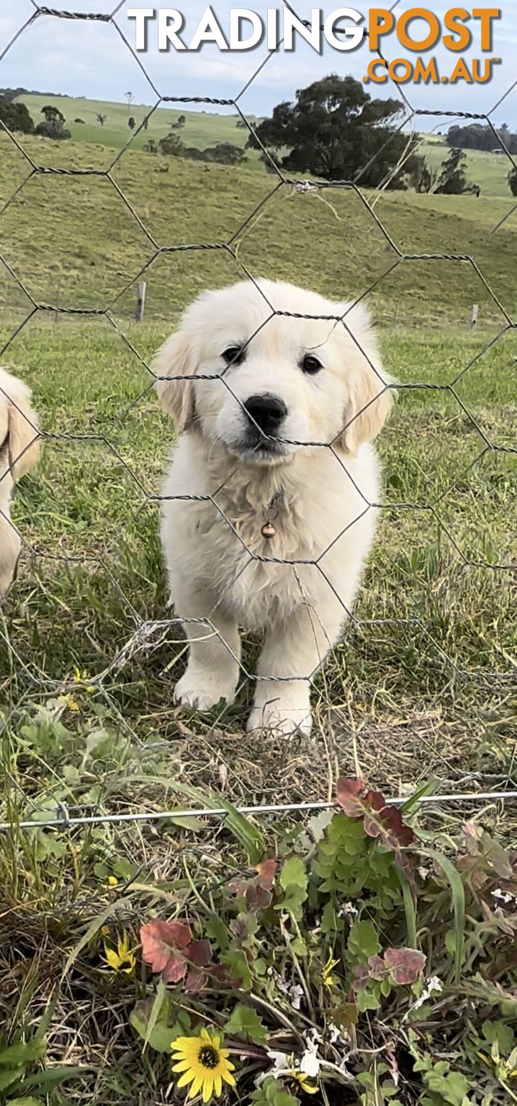 White fluffy golden retriever puppies