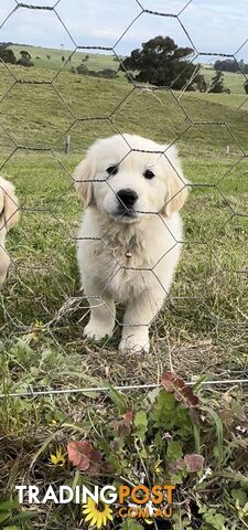 White fluffy golden retriever puppies