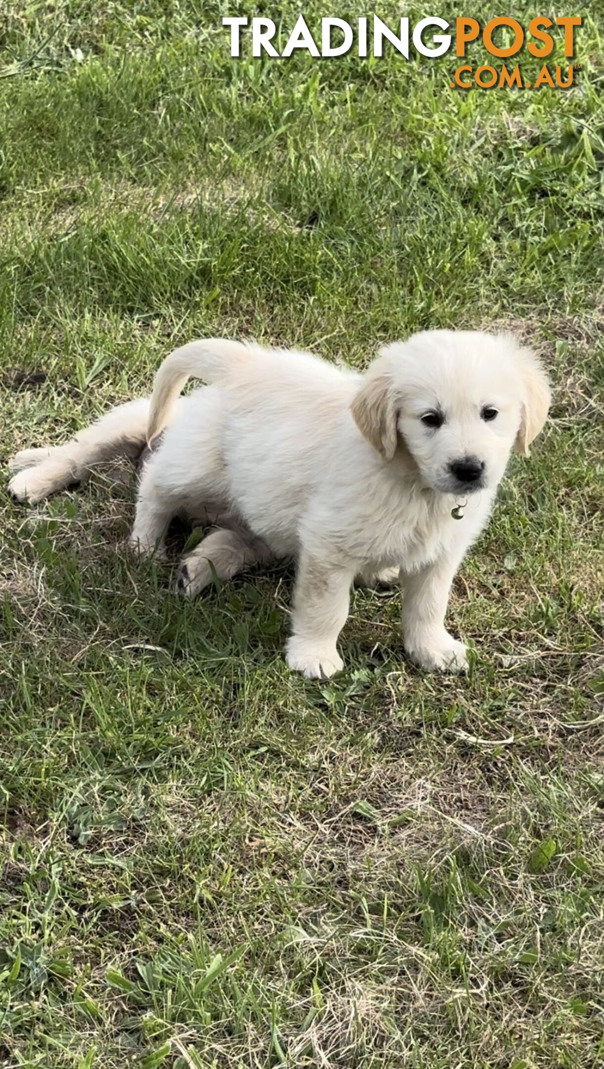 White fluffy golden retriever puppies