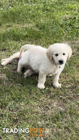 White fluffy golden retriever puppies