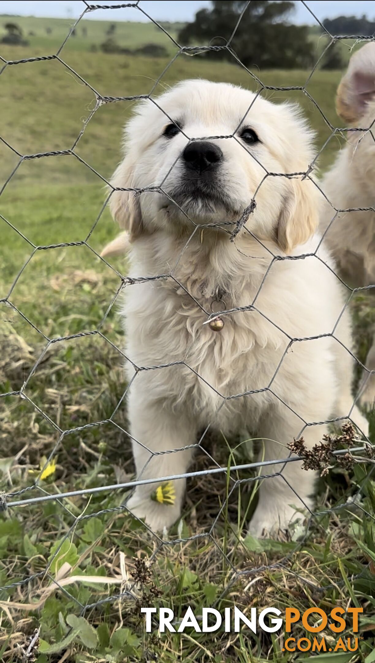 White fluffy golden retriever puppies