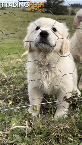 White fluffy golden retriever puppies