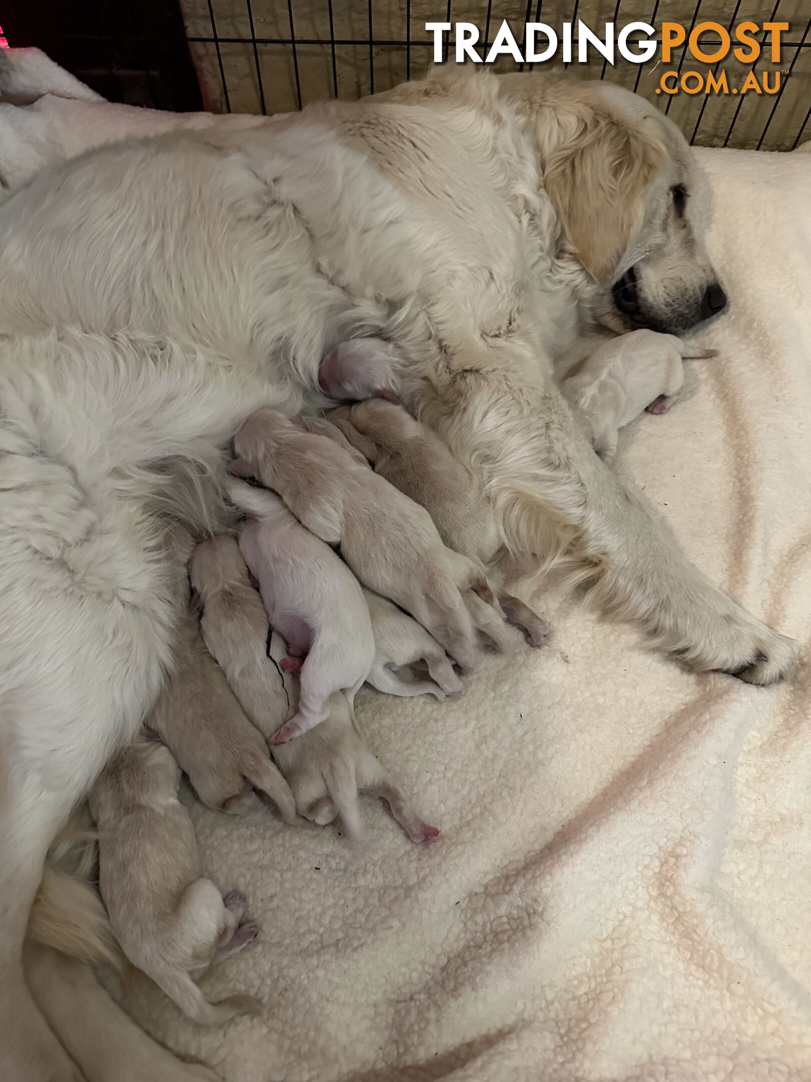 White fluffy golden retriever puppies