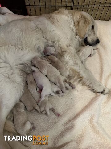 White fluffy golden retriever puppies