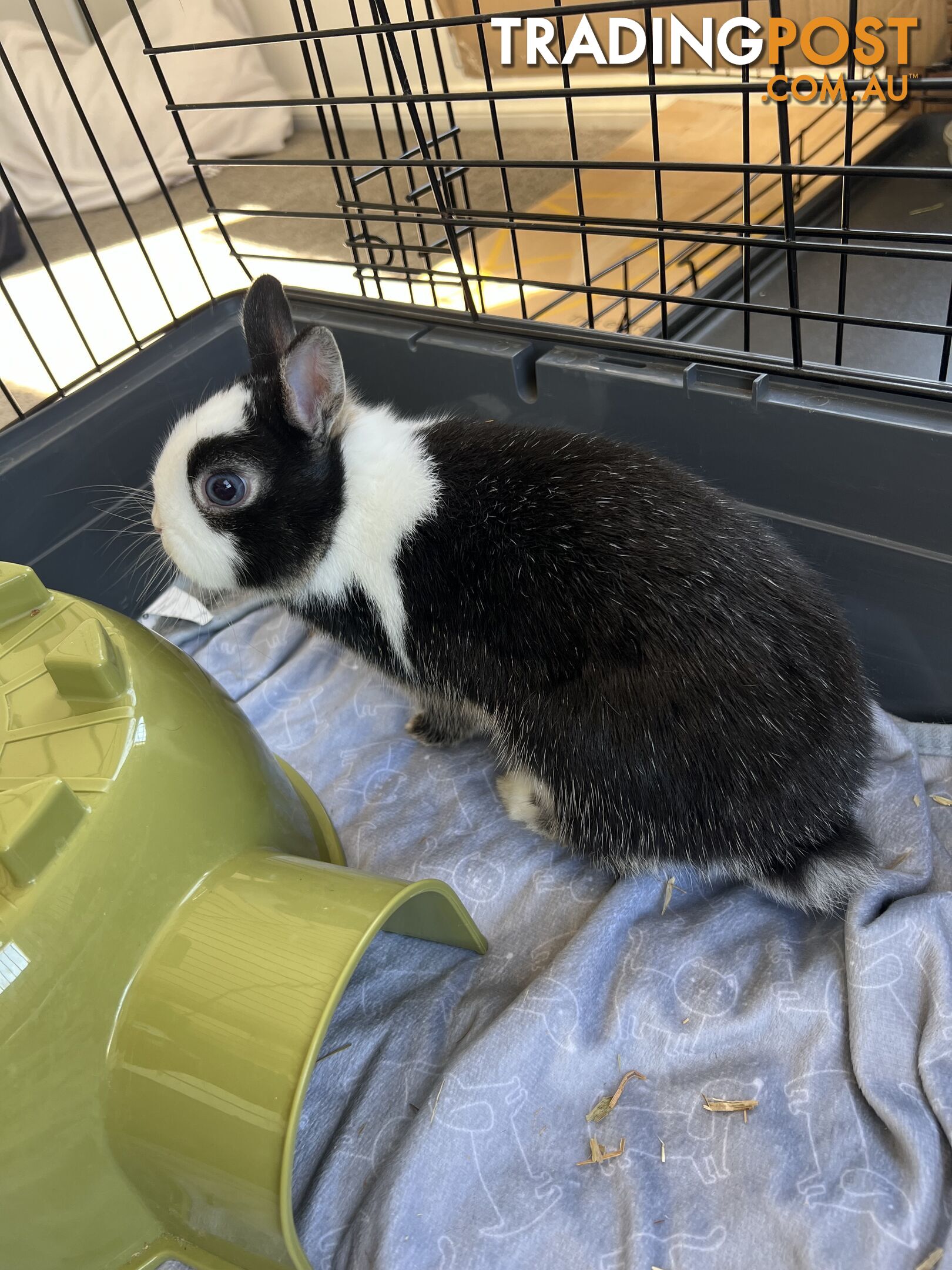 Netherland Dwarf Bunny