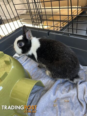 Netherland Dwarf Bunny