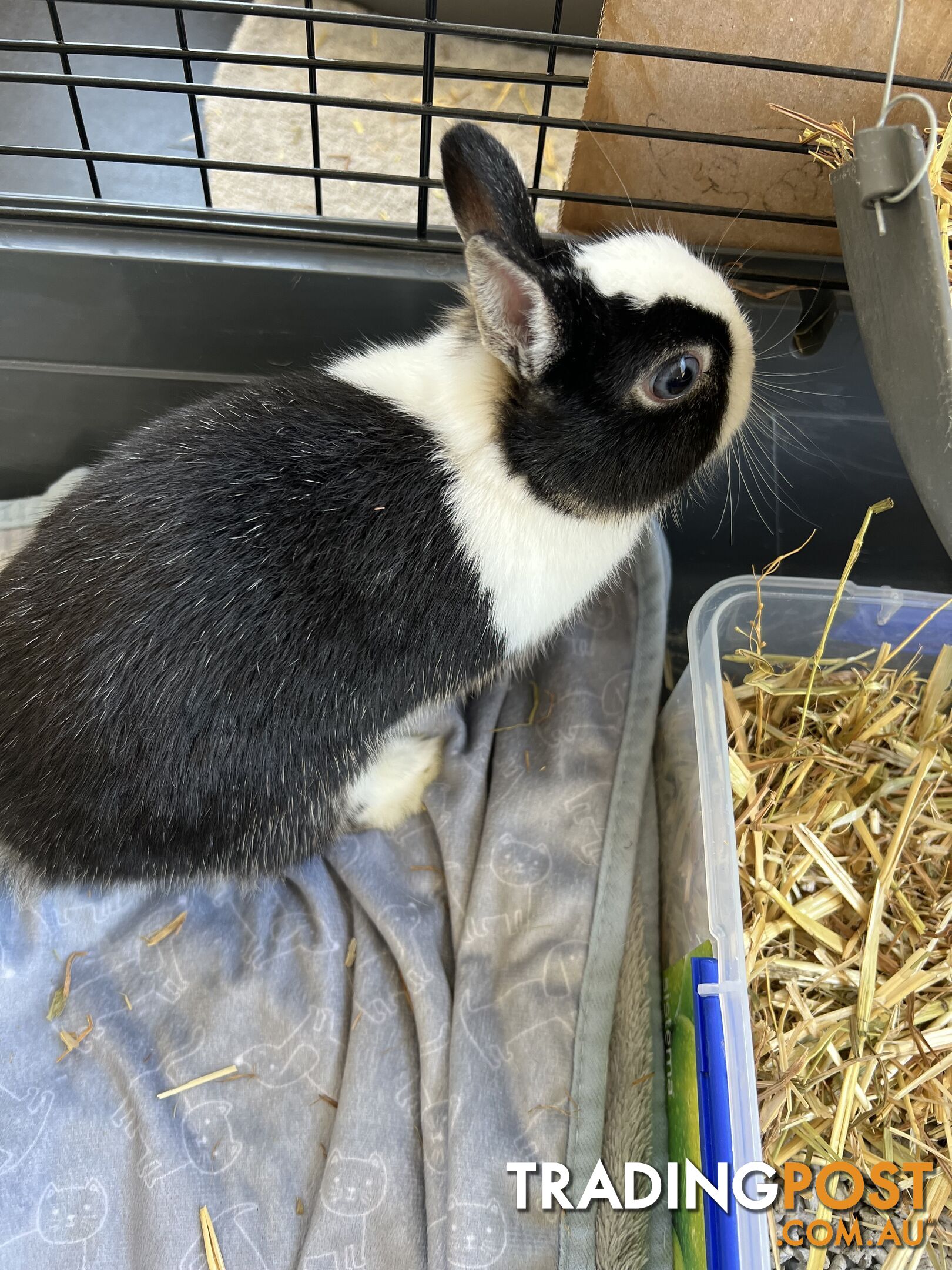 Netherland Dwarf Bunny