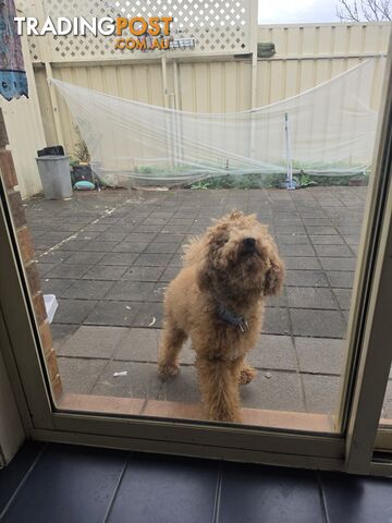 Toy poodle small dog