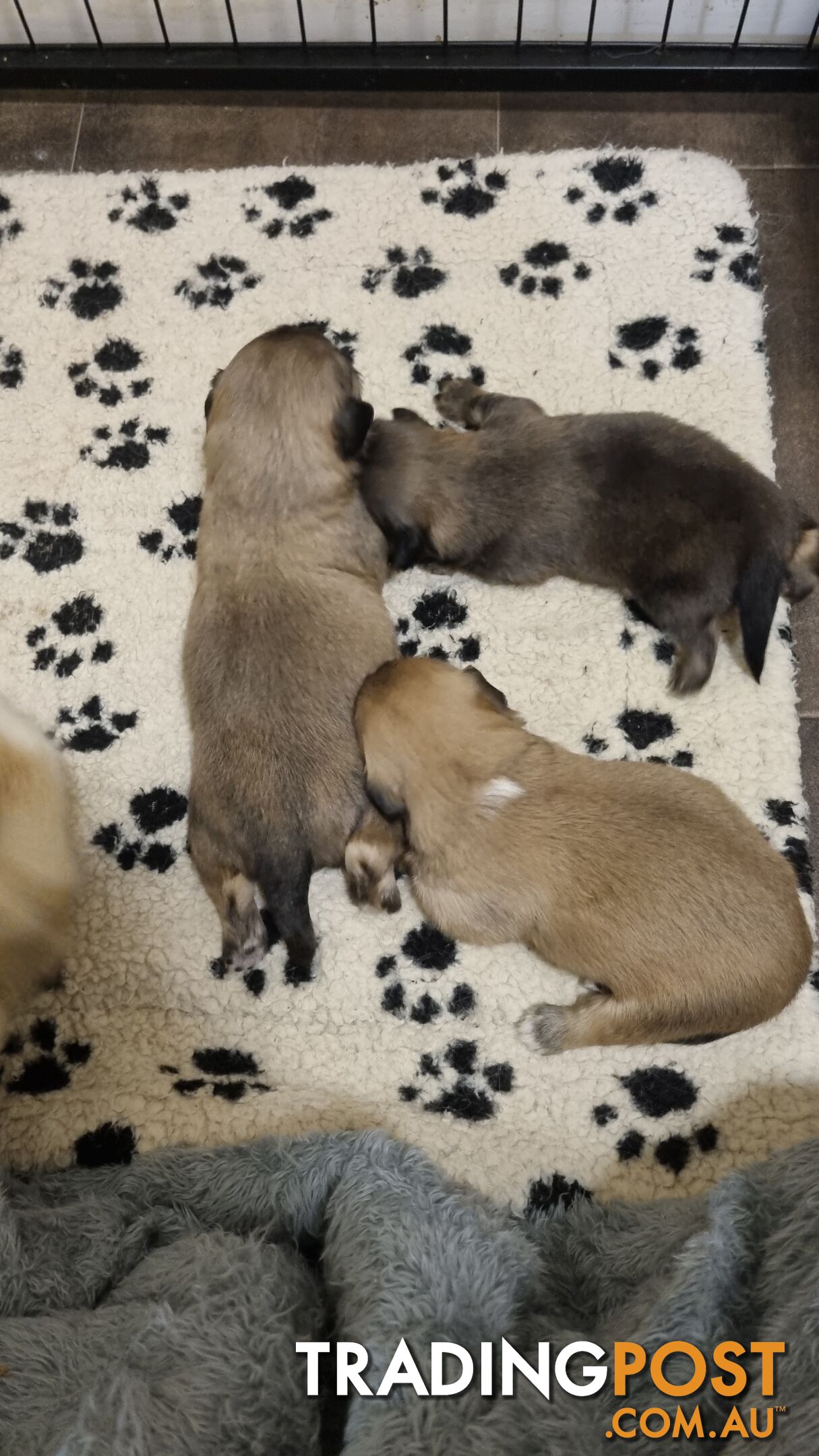 Tibetan Spaniel puppies