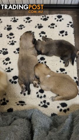 Tibetan Spaniel puppies