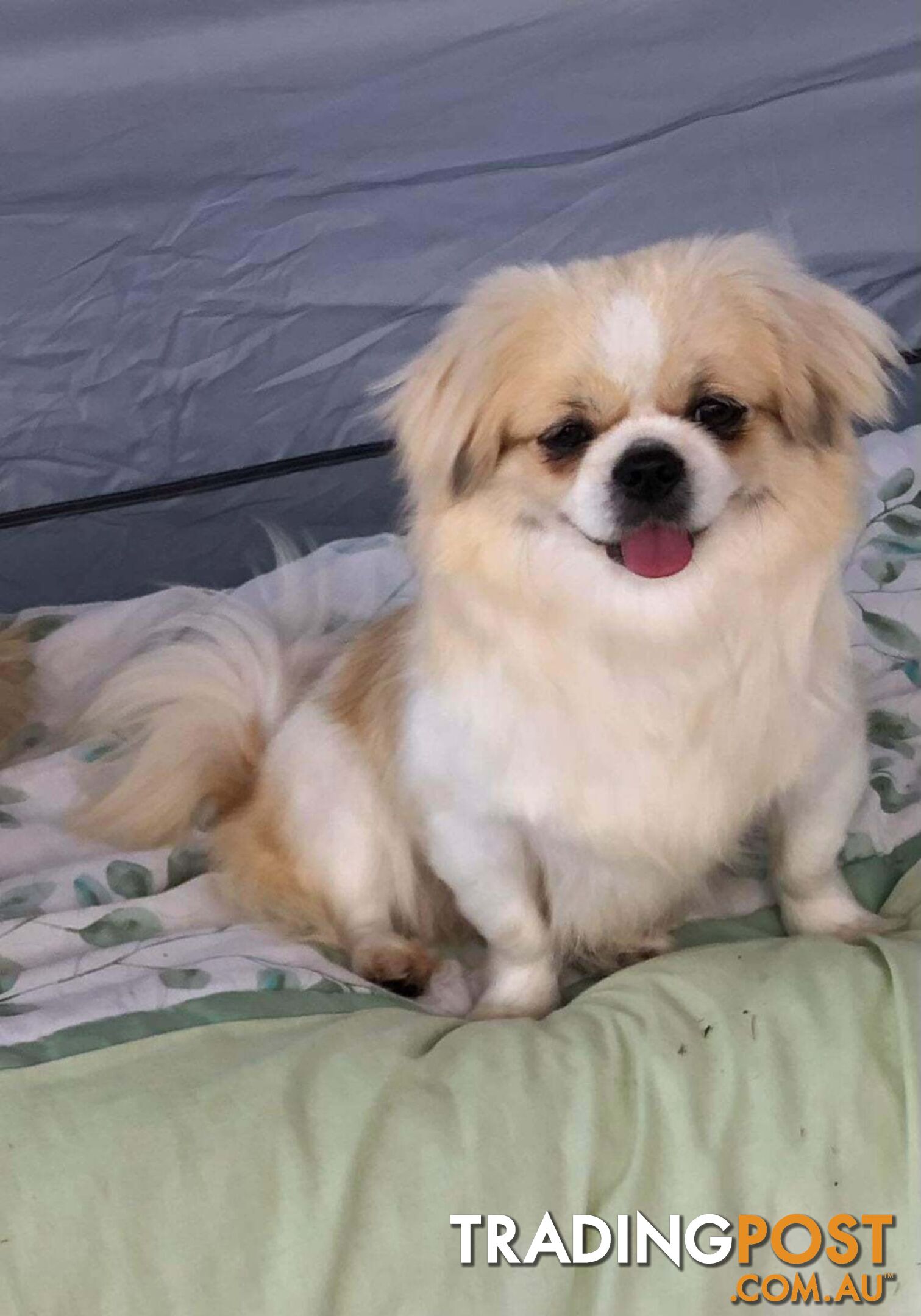 Tibetan Spaniel puppies