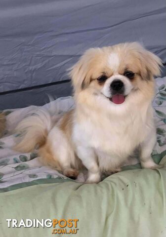 Tibetan Spaniel puppies