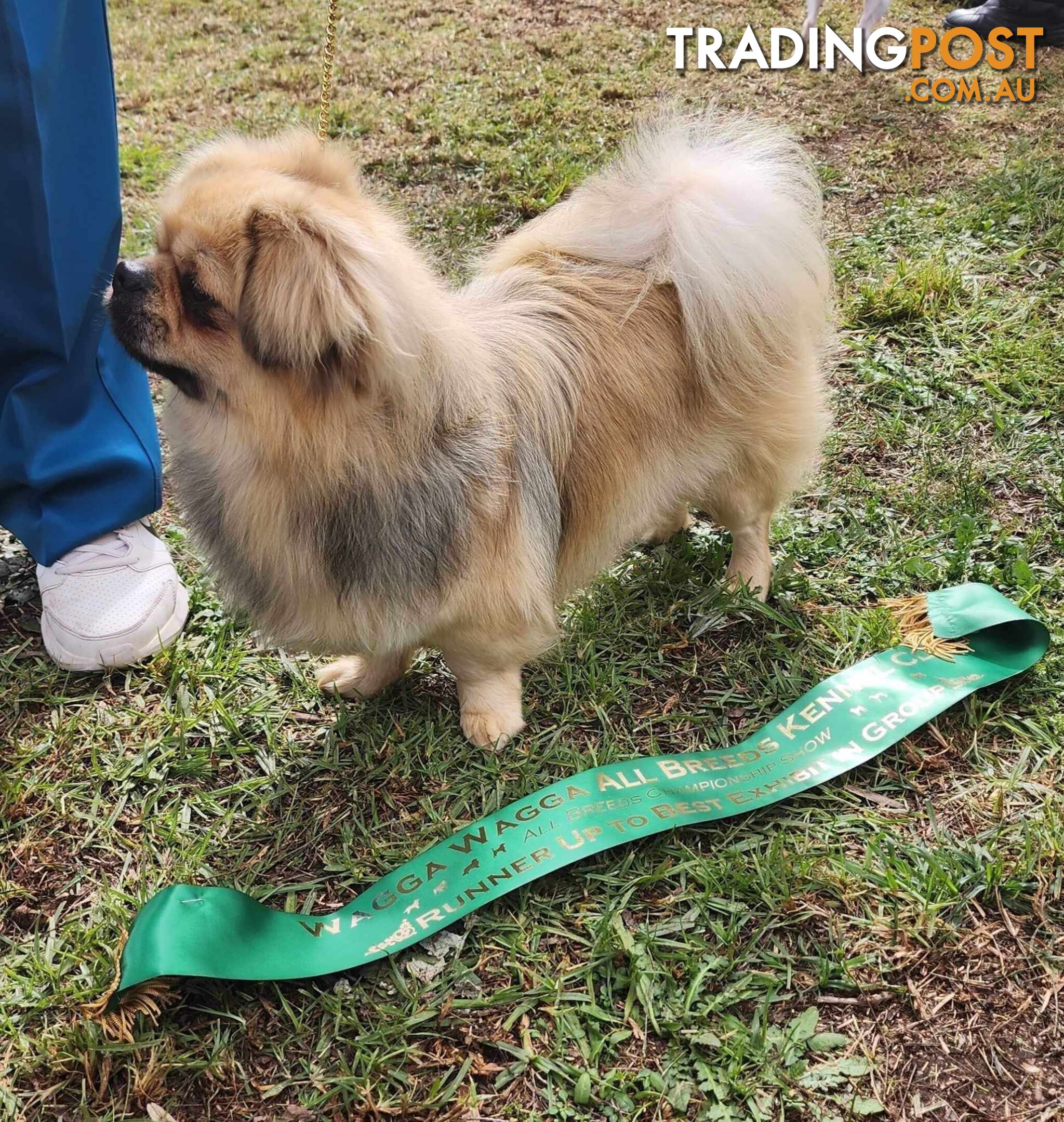 Tibetan Spaniel puppies