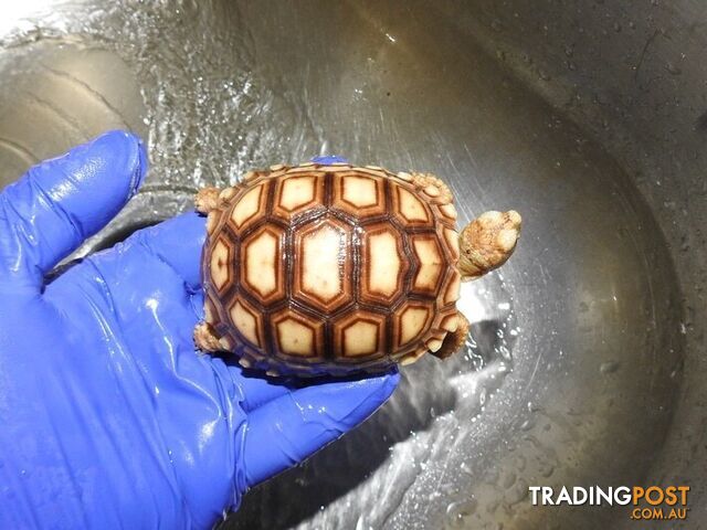 Sulcata Tortoise hatchlings