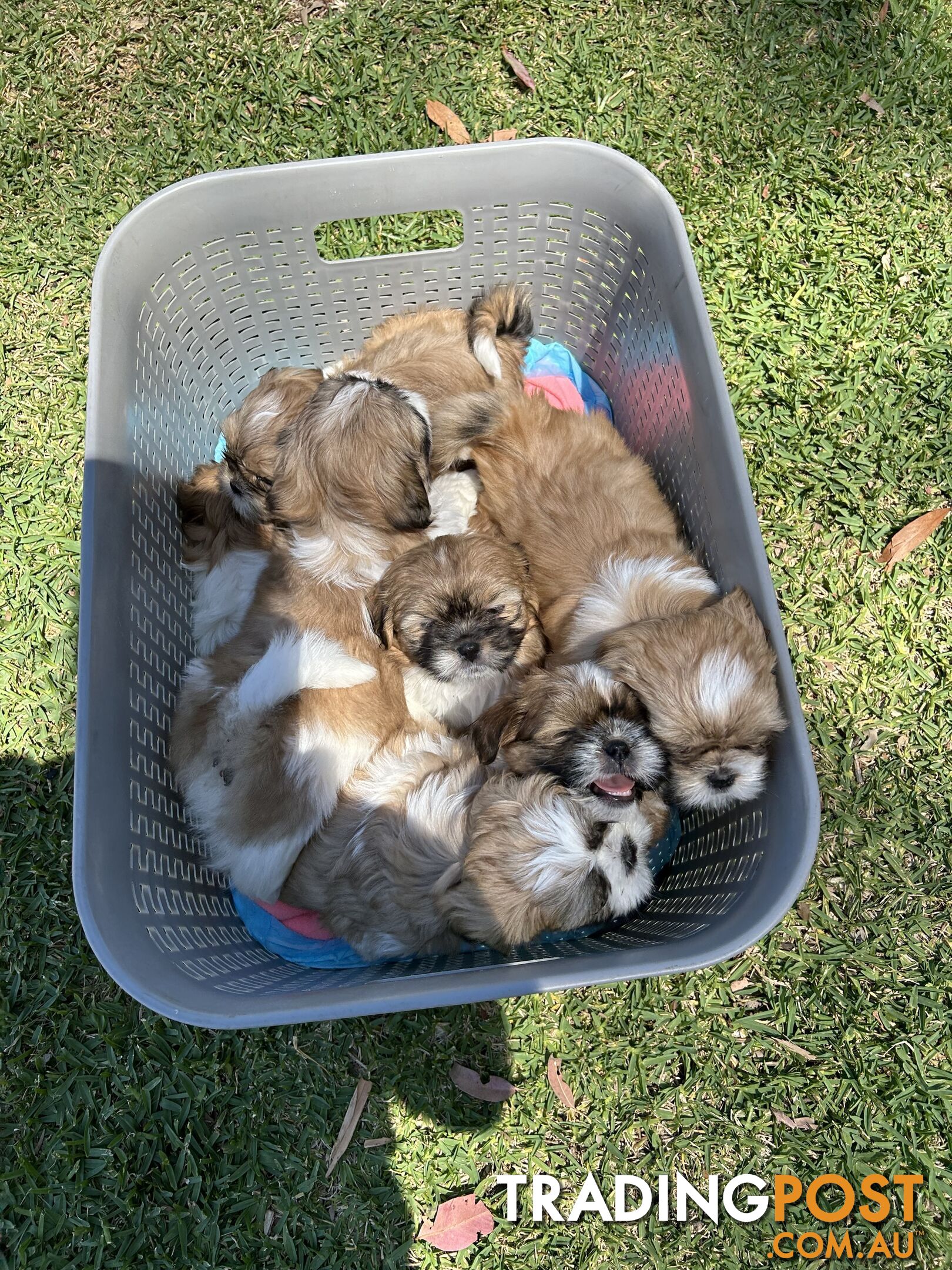 ShihtZu puppies