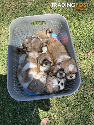 ShihtZu puppies