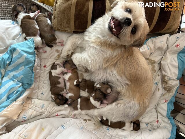 ShihtZu puppies