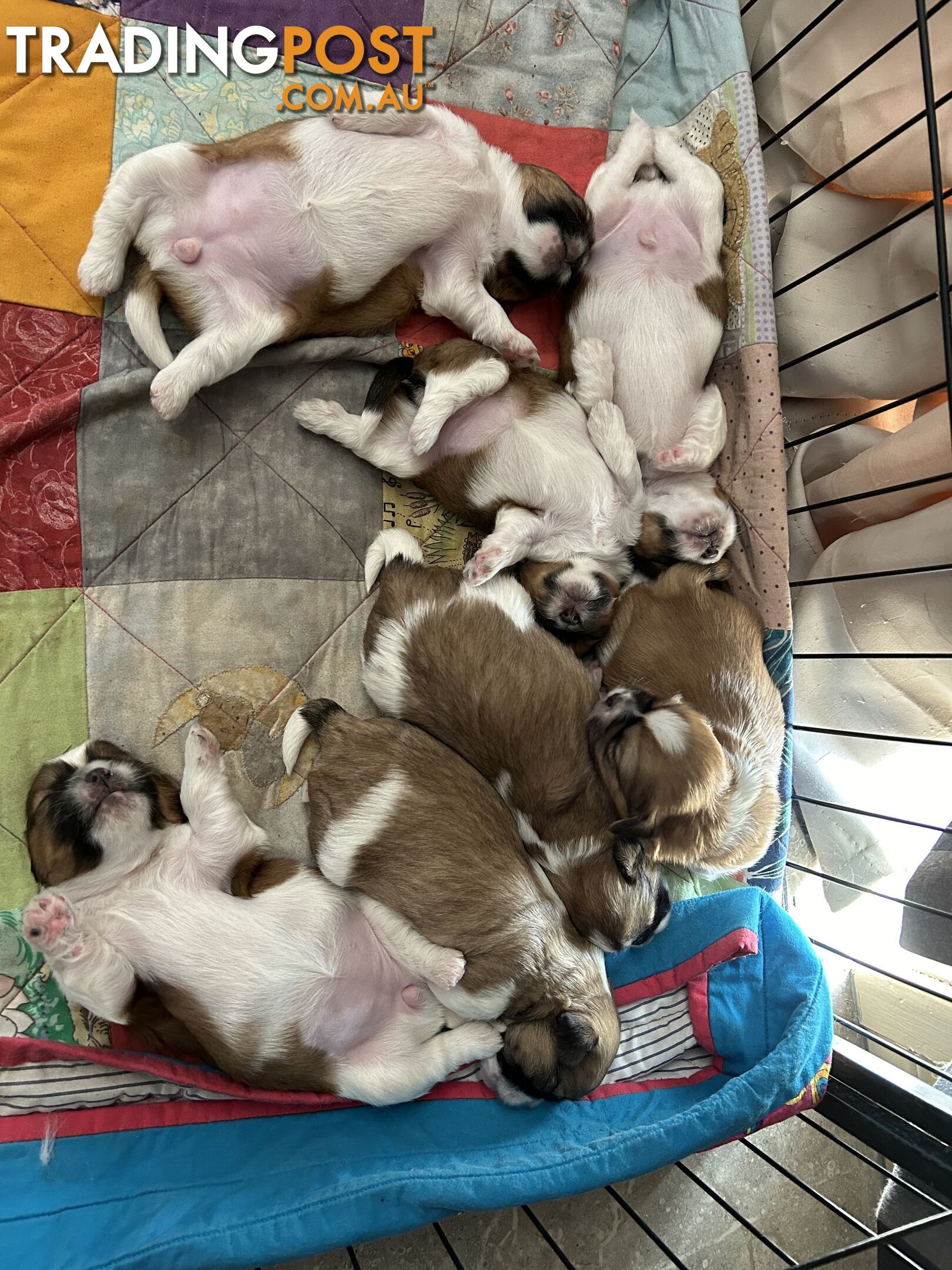 ShihtZu puppies