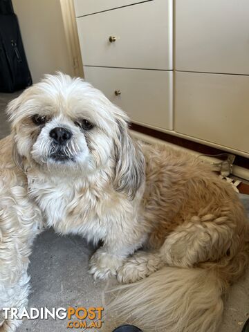 ShihtZu puppies