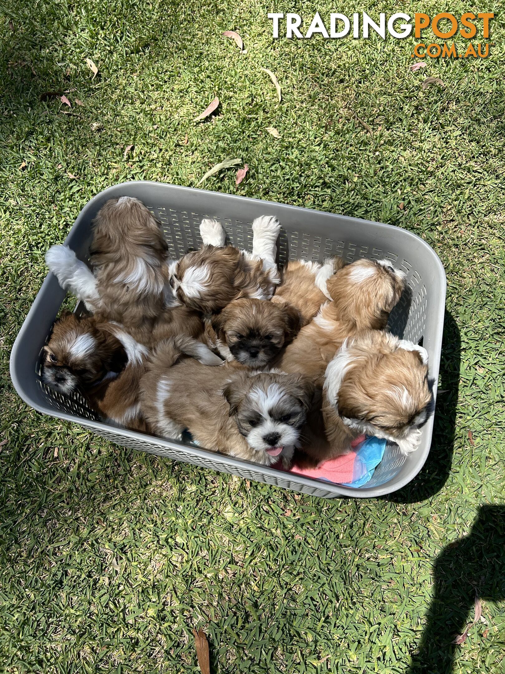 ShihtZu puppies