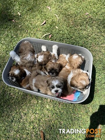 ShihtZu puppies