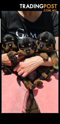 Purebred German Rottweiler Puppies( quality Rottweiler)