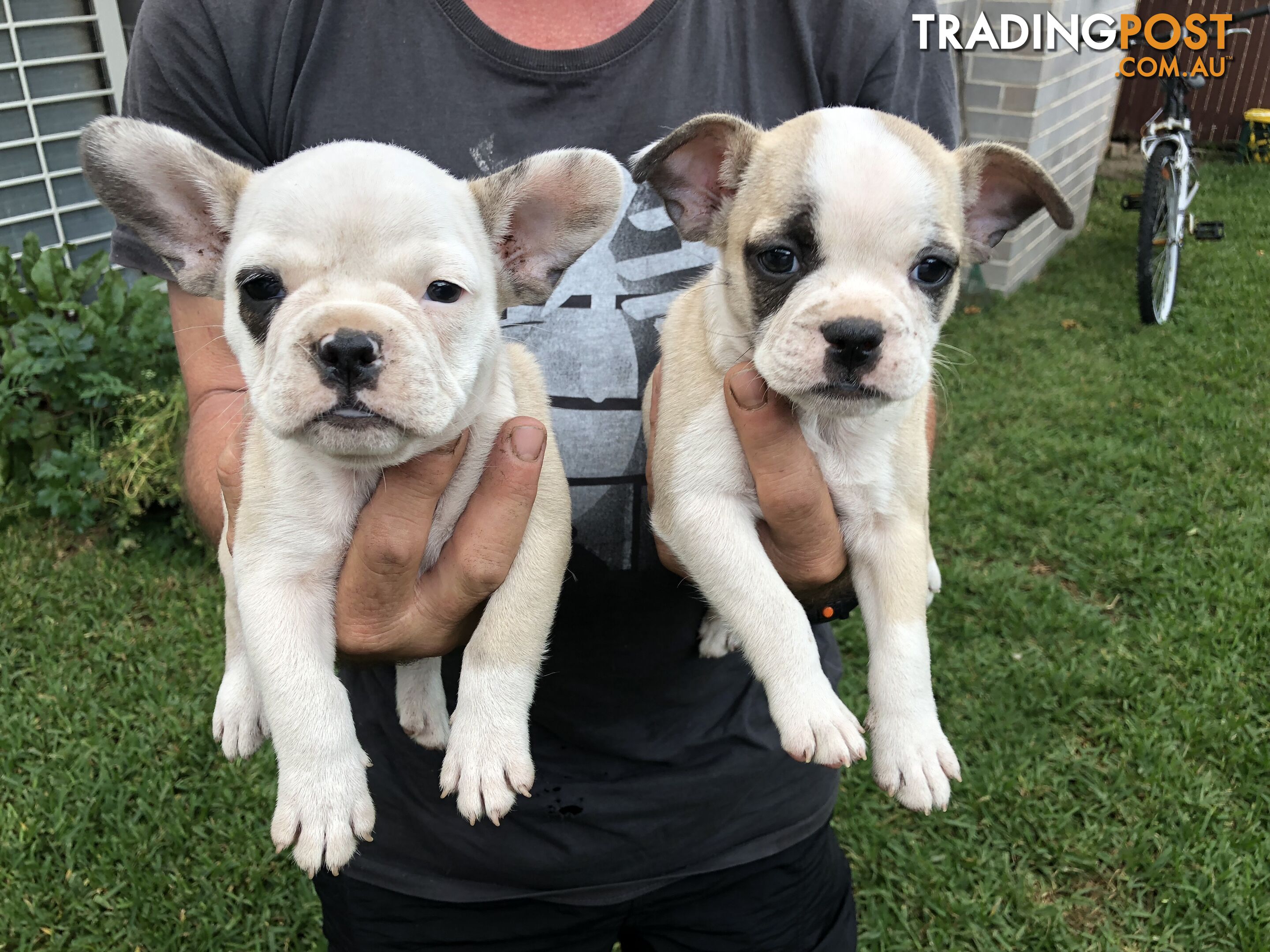 Frenchbulldog x pug ( Frugs)