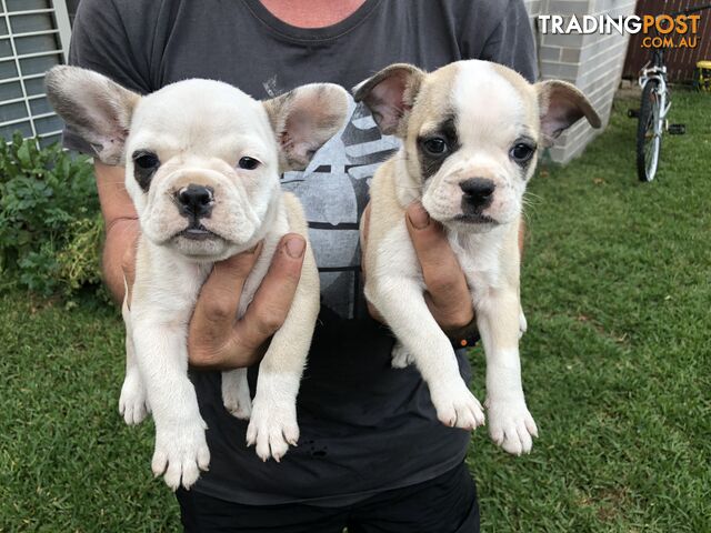 Frenchbulldog x pug ( Frugs)